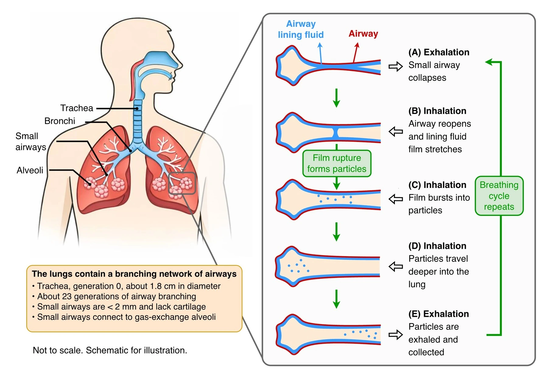 Diagram of the respiratory tract showing the trachea, bronchi, small airways, and alveoli, with a detailed inset of how repeated airway collapse and reopening during breathing ruptures the airway lining fluid into aerosol particles that travel deeper into the lung and are exhaled.